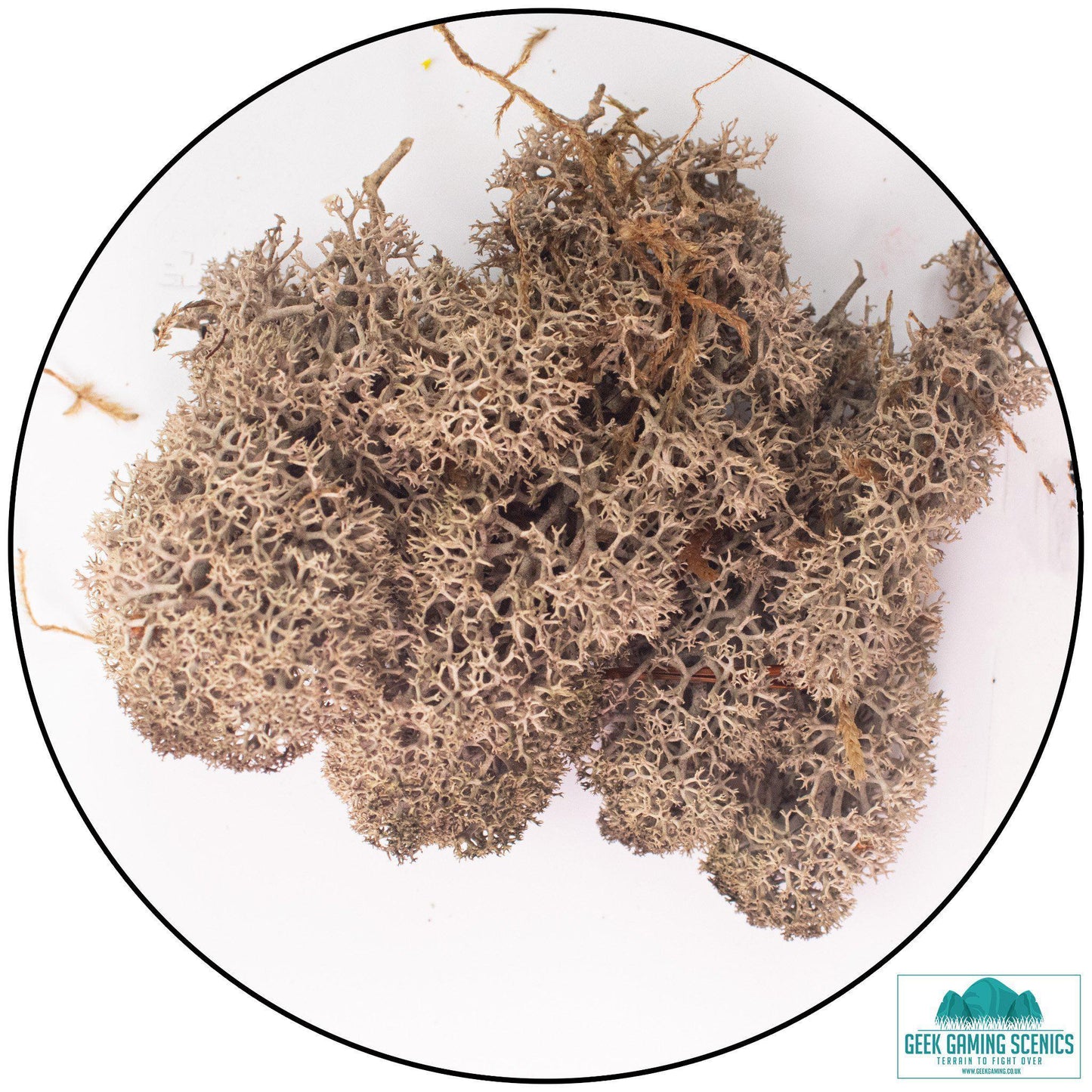 Lichen - Brown
