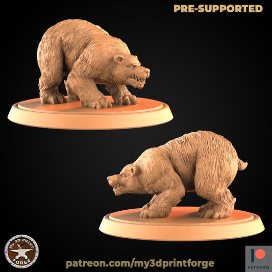Bear V1